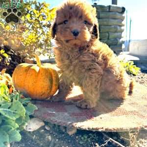 Teddy, Mini Goldendoodle Puppy